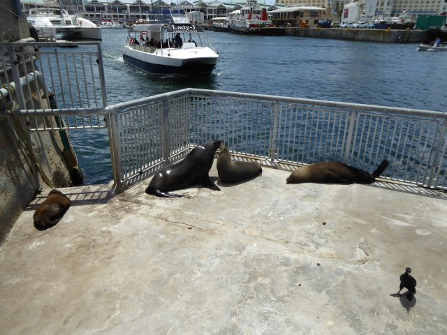 Atlantic Fur Seals on their own bit of the Harbour